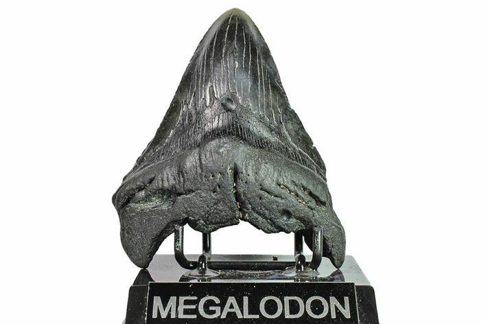 Bargain, Fossil Megalodon Tooth - Georgia #151572